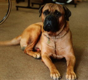 dog.jpg - 13.7 K