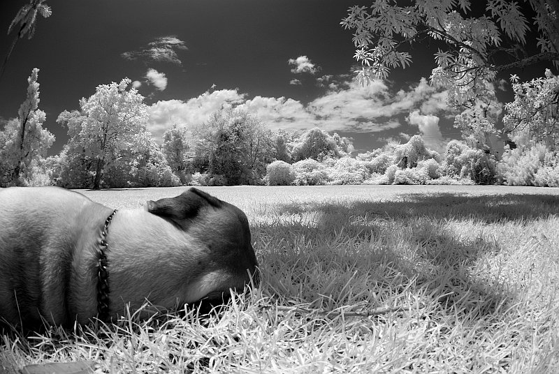 ir-sleepingdog.jpg - 182.06 K